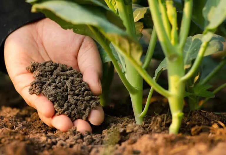 How to Produce Organic Fertilizer Pellets Step by Step